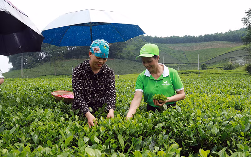 Vùng sản xuất chè đặc sản ở La Bằng (Thái Nguyên). Ảnh: HOÀNG MINH