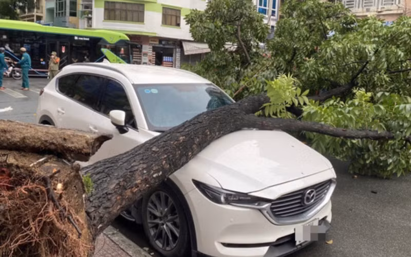 Ô-tô bị cây xanh cao 10m đè lên nắp ca-pô gây hư hỏng. (Ảnh: CTV)