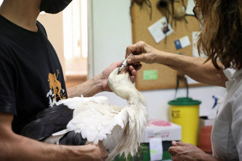 Bà Maria Ganoti và một người tình nguyện chăm sóc một con cò bị thương do cháy rừng. (Ảnh: Reuters). Mất phương hướng vì cháy rừng, cò di cư chết hàng loạt khi băng qua Hy Lạp -0