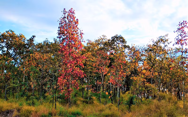 Mê hoặc rừng khộp mùa thay lá -0