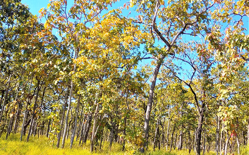 Trước khi rụng lá, lá cây rừng khộp chuyển sang sắc vàng, sắc đỏ như một mùa thu “châu Âu” thu nhỏ ở Tây Nguyên.