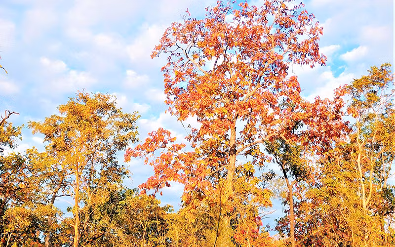 Mê hoặc rừng khộp mùa thay lá -0