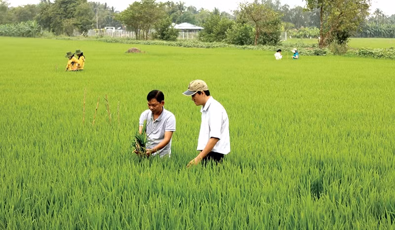 Cách chương trình hợp tác của Trung tâm khuyến nông và các đơn vị khác của Bộ góp phần tăng hiệu quả công tác khuyến nông. ( Ảnh minh họa).
