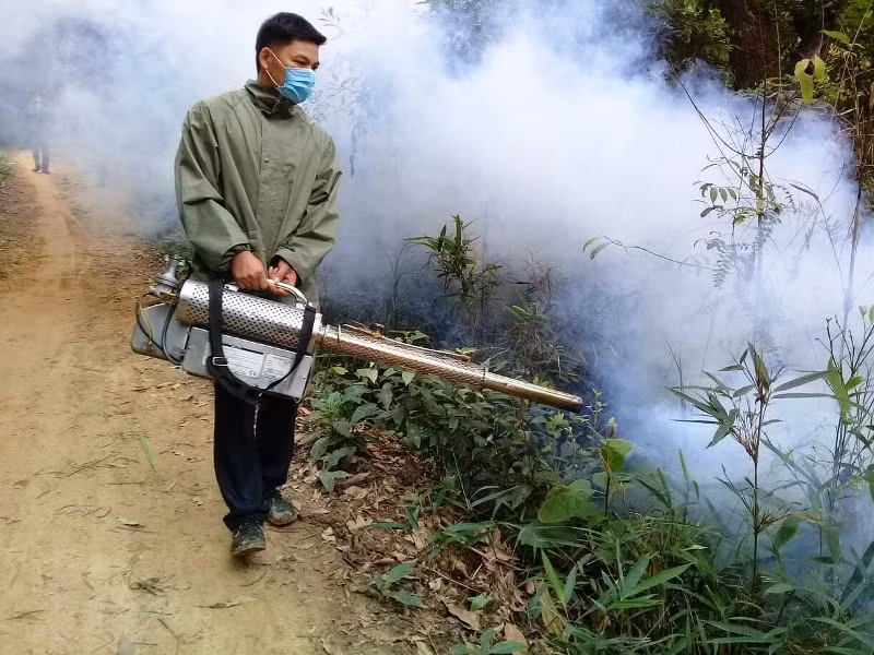 Sẵn sàng phương án phòng trừ châu chấu tre ở Điện Biên -0