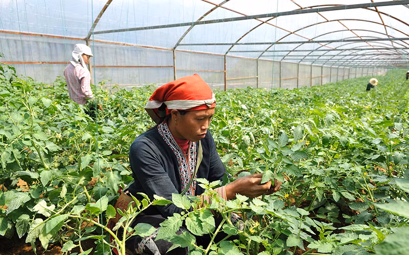 Nhờ nguồn vốn chính sách, người dân tộc thiểu số thị xã Sa Pa (Lào Cai) trồng rau màu trong nhà lưới mang lại hiệu quả kinh tế cao. Ảnh: NGUYỄN ÐĂNG