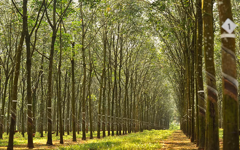 Vườn cao-su đạt chứng chỉ quản lý rừng bền vững của Công ty TNHH một thành viên Cao-su Dầu Tiếng (tỉnh Bình Dương).