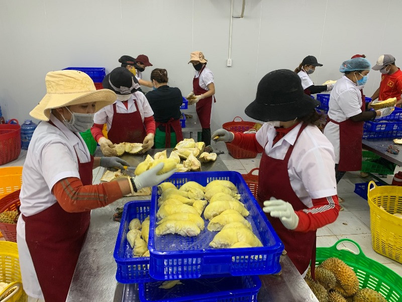 Sầu riêng huyện Krông Pắc được chế biến phục vụ xuất khẩu. Sầu riêng Krông Pắc được công nhận nhãn hiệu tập thể -0