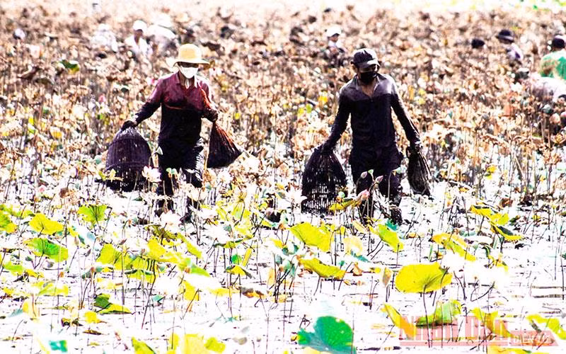 Độc đáo lễ hội phá trằm bắt cá ở Quảng Trị -0