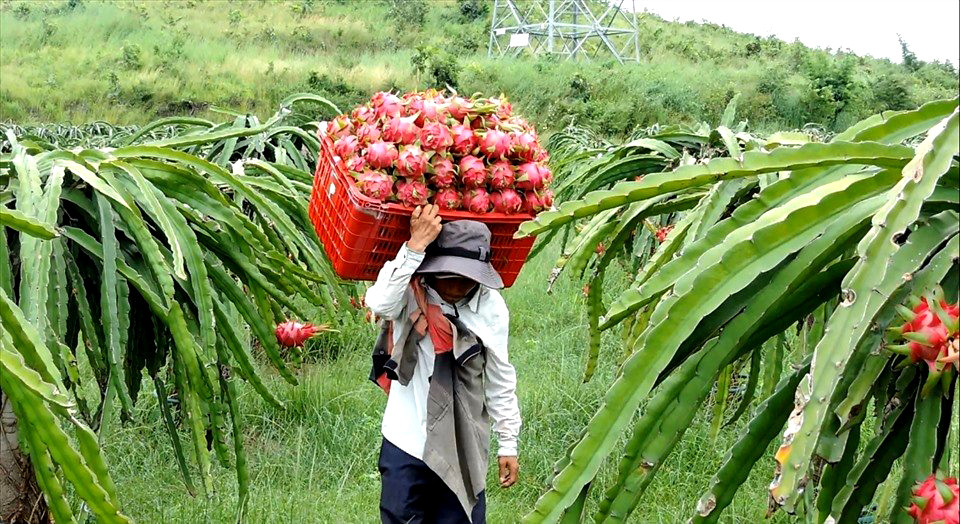 Bà con nông dân xã Mương Mán, huyện Hàm Thuận Nam (Bình Thuận) thu hoạch thanh long. Xe chở thanh long Bình Thuận bị ùn ứ ở cửa khẩu chờ thông quan -0