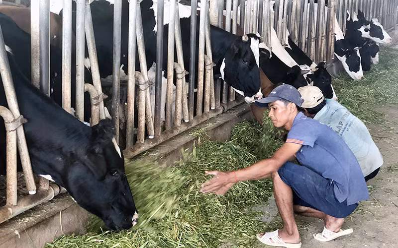 Mô hình nuôi bò sữa của đồng bào Khmer Sóc Trăng.