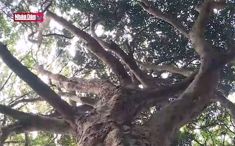 Huyền thoại "Thần mộc" giữa đảo Ngọc