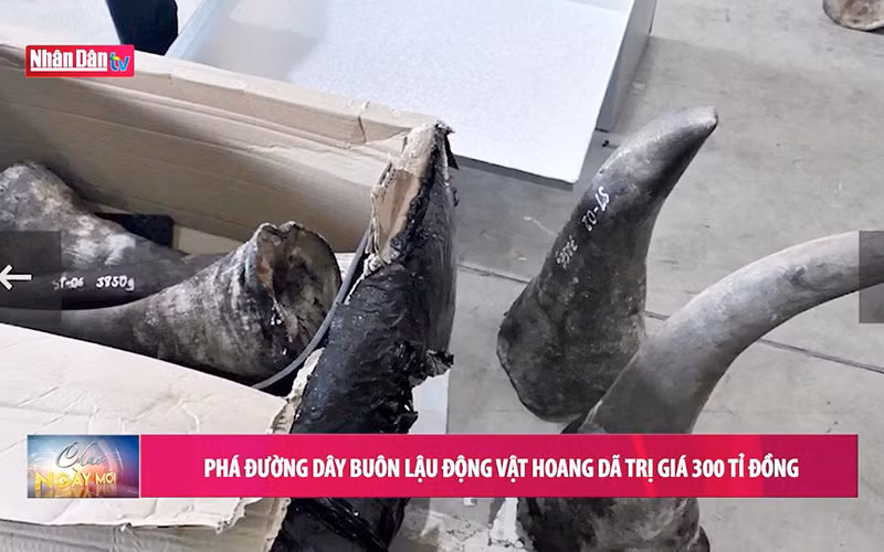 Phá đường dây buôn lậu động vật hoang dã trị giá 300 tỷ đồng