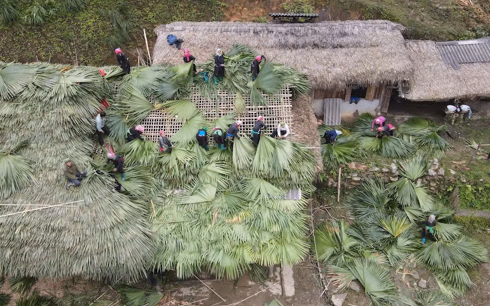 Người Tày ở Bản Liền (Bắc Hà, Lào Cai) lợp lại mái nhà truyền thống bằng lá cọ. (Ảnh: NAM NGUYỄN)