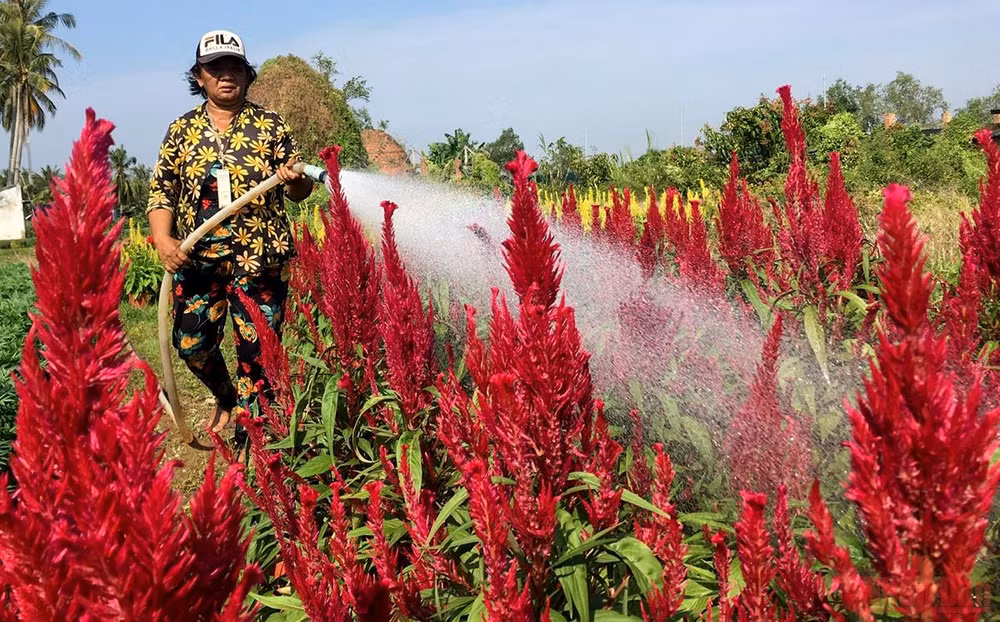 Làng hoa, cây cảnh Bến Tre tất bật sản xuất phục vụ thị trường Tết -0