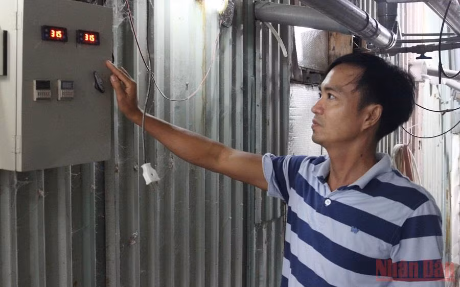 Trồng nấm rơm công nghệ cao ổn định mùa dịch -0
