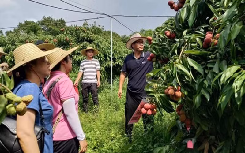 Các nhà khoa học Trung Quốc đánh giá chất lượng quả vải thiều không hạt. (Ảnh: catas.cn)