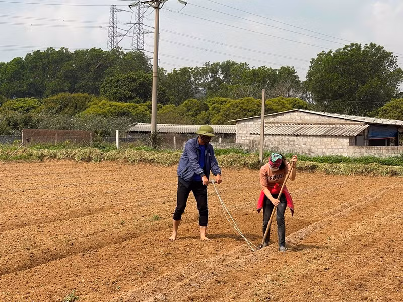 Nông dân tỉnh Hải Dương khôi phục sản xuất sau dịch Covid-19.