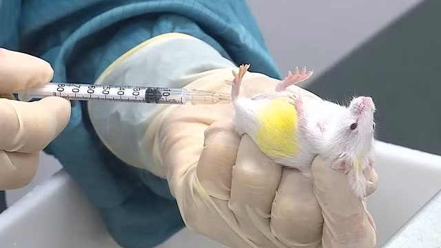 Vaccine Covid-19 thử nghiệm trên chuột của Vabiotech đã có đáp ứng miễn dịch.