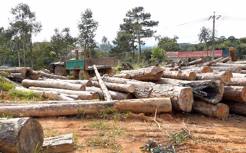 Khởi tố nhiều cán bộ tiếp tay cho đối tượng phá rừng tại Lâm Đồng -0