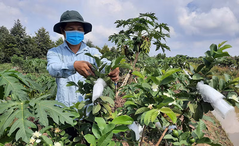 Vĩnh Long ấm tình ngày về quê -0
