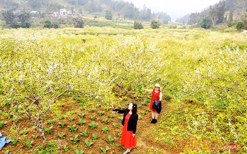 Mùa hoa mận trên cao nguyên trắng Bắc Hà -0