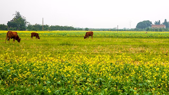 “Mùa hoa cải bên sông” ảnh 2