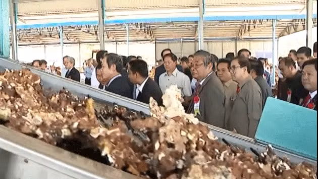 Dây chuyền chế biến mủ cao-su tại nhà máy.