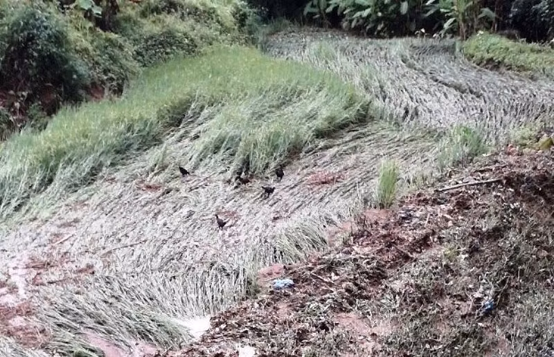 Mưa lũ làm ngập úng hàng chục ha lúa.