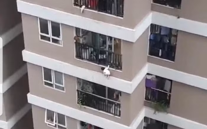 Cháu N.P.H. trèo qua lan can căn hộ chung cư. (Ảnh: Vũ Quang Sơn)