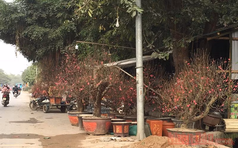 Đào Tết năm nay rất đẹp nhưng thưa thớt người mua.
