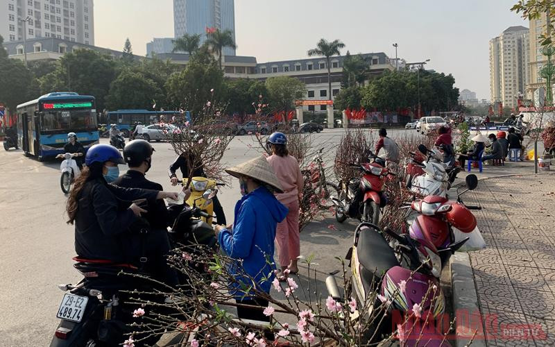 Năm nay, đào cành giá rẻ có tốc độ tiêu thụ tốt hon. Đào, quất “đỏ mắt” chờ khách -0