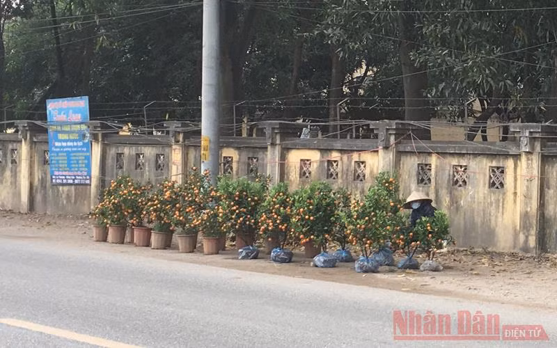 Đào, quất “đỏ mắt” chờ khách -0