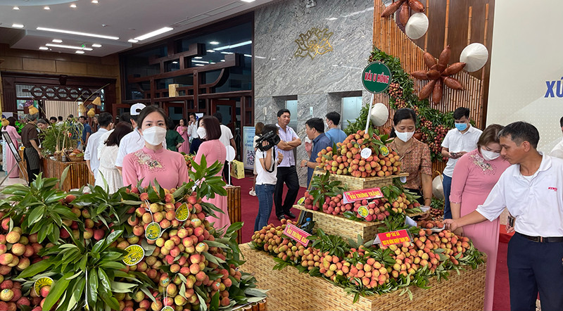 Vải Thanh Hà được giới thiệu tại Trung tâm văn hóa Xứ Đông. Vải Thiều Thanh Hà - tinh hoa văn hóa Xứ Đông -0