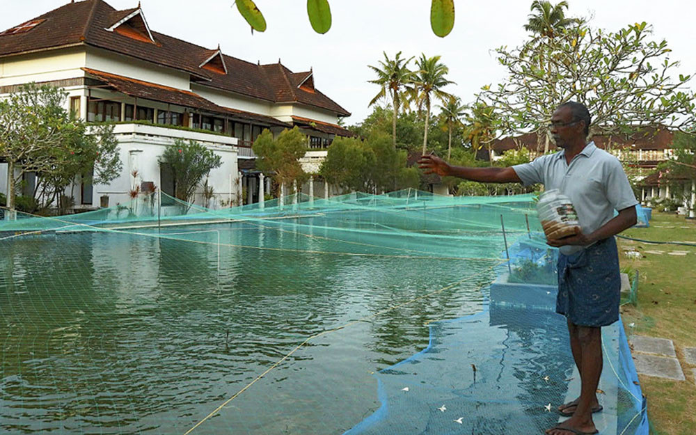 Một nhân viên của khu nghỉ dưỡng cho cá ăn tại hồ bơi (Ảnh: THEJAKARTAPOST) Covid-19 tấn công, resort biến bể bơi thành hồ nuôi cá thương phẩm -0