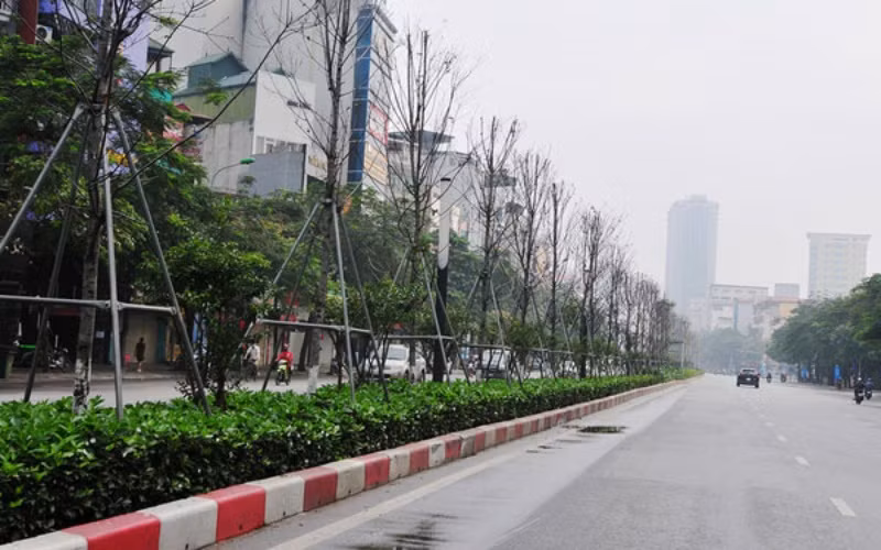 Hàng cây phong sinh trưởng kém do không thích nghi với khí hậu Hà Nội (ẢNH: NGỌC KHÁNH).