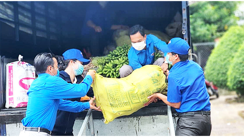 Đoàn viên thanh niên huyện Trần Văn Thời (Cà Mau) hỗ trợ nông dân thu hoạch, vận chuyển tiêu thụ nông sản. Ảnh: HỮU TÙNG Mở rộng “vùng xanh”, thu hẹp “vùng đỏ” -0