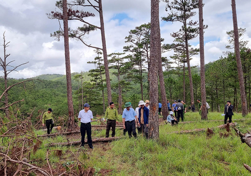 Hiện trường vụ phá rừng nằm ở khu vực giáp ranh huyện Lạc Dương (Lâm Đồng) và Học viện Lục quân, đường đi khá hiểm trở. Chủ tịch UBND tỉnh Lâm Đồng kiểm tra hiện trường, chỉ đạo khởi tố vụ án phá rừng tại Đà Lạt -0