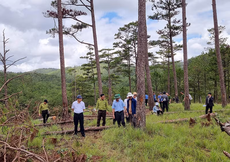 Chủ tịch UBND tỉnh Lâm Đồng kiểm tra hiện trường, chỉ đạo khởi tố vụ án phá rừng tại Đà Lạt -0
