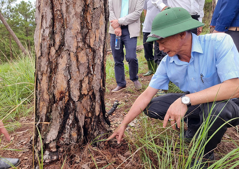 Chủ tịch UBND tỉnh Lâm Đồng chỉ dấu vết những cây thông bị “ken” gốc chết đứng. Chủ tịch UBND tỉnh Lâm Đồng kiểm tra hiện trường, chỉ đạo khởi tố vụ án phá rừng tại Đà Lạt -0