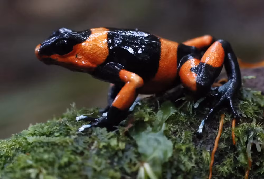 Ấn tượng động vật hoang dã qua lăng kính nhiếp ảnh -0