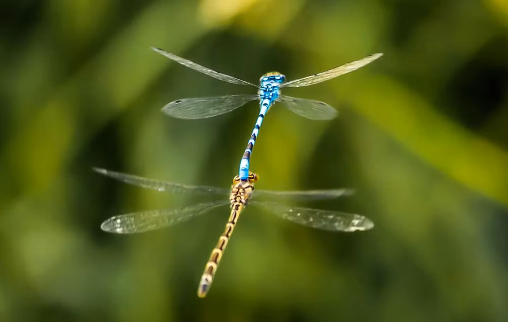 Ấn tượng động vật hoang dã qua lăng kính nhiếp ảnh -0