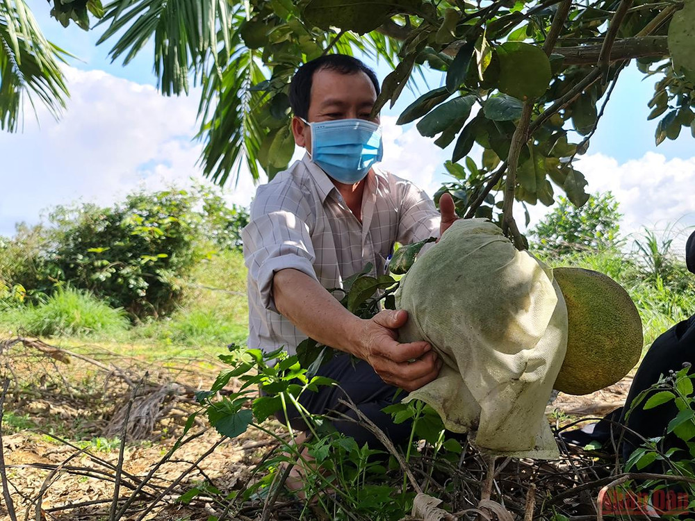 Thu hoạch bưởi da xanh cung ứng thị trường Tết. Quảng Ngãi nỗ lực phục hồi vùng chuyên canh trái cây miền trung du -0