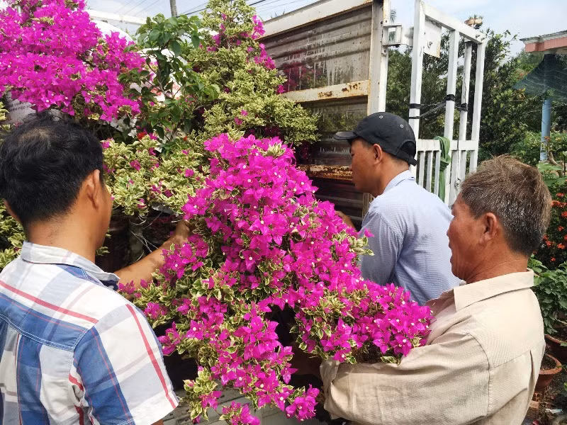 Làng hoa, cây kiểng Bến Tre hối hả đón Tết -0