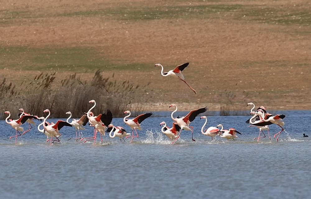 Những bức ảnh ấn tượng về động vật hoang dã trong tuần -0