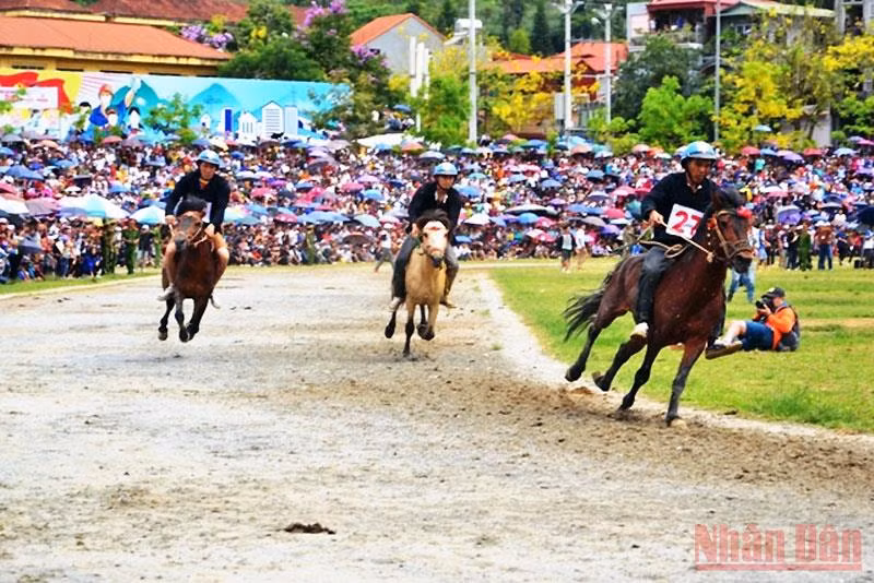 Đua ngựa trên cao nguyên trắng Bắc Hà.
