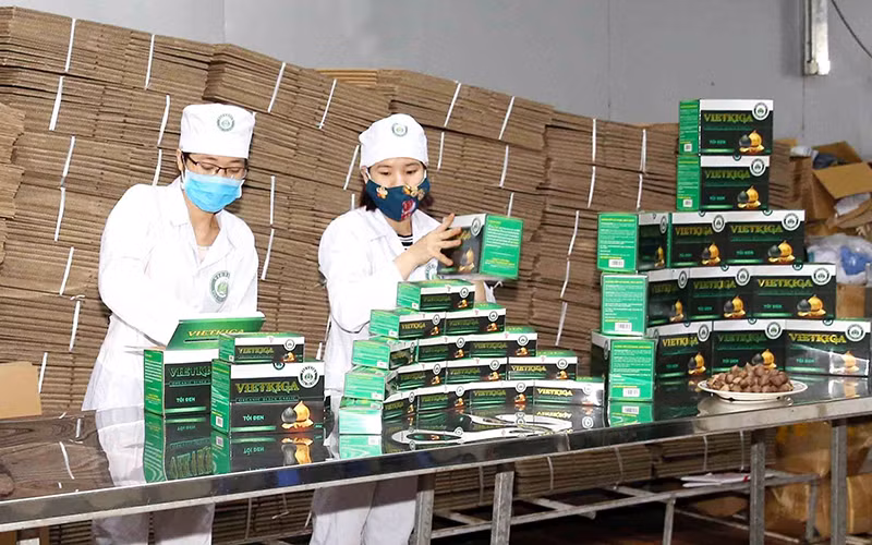 Công nhân Công ty TNHH Agrico (thị xã Kinh Môn, tỉnh Hải Dương) đóng gói tỏi đen. (Ảnh PHƯƠNG HOA) 