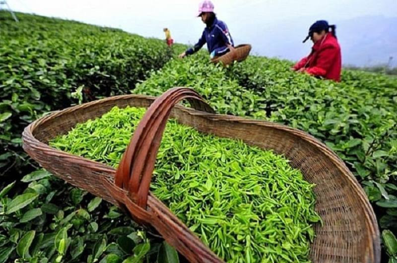 Sản phẩm chè Việt Nam (Ảnh minh họa).
