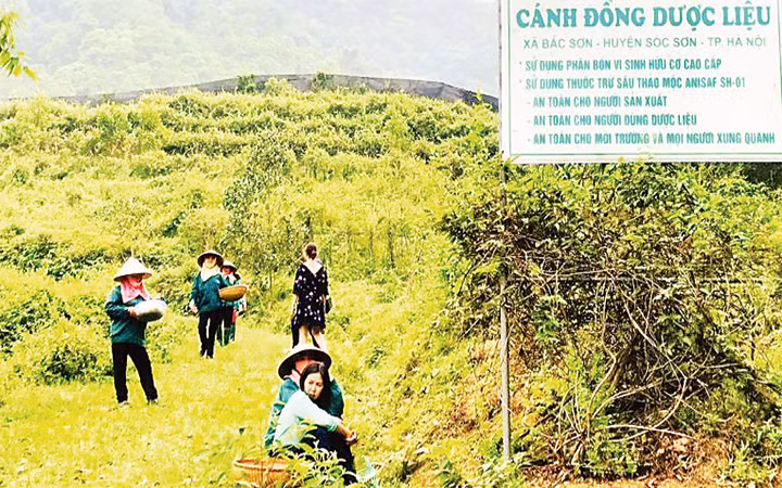 Người nặng lòng với cây thuốc nam -0