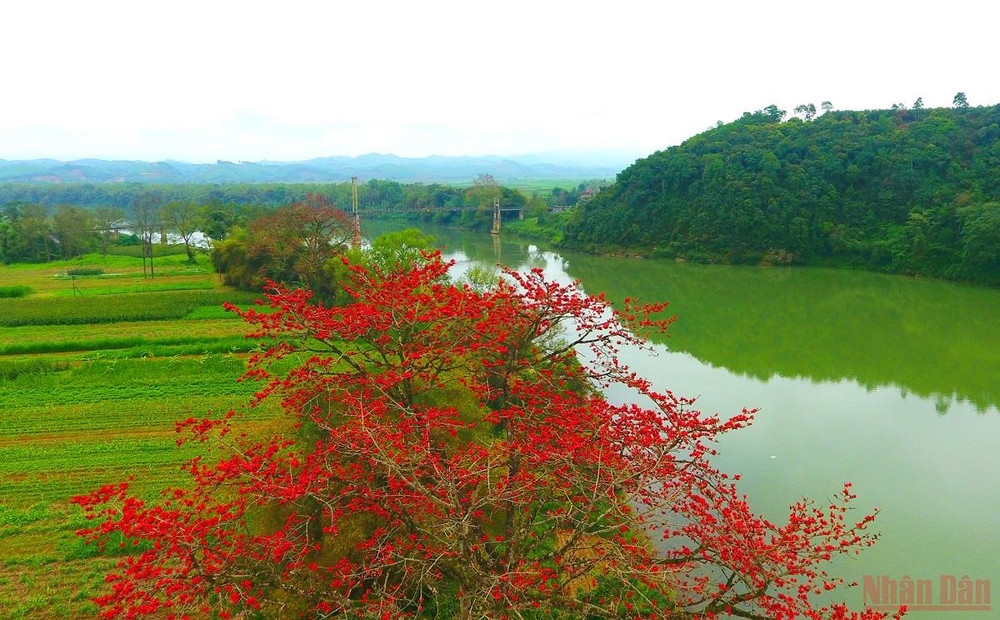 Rực đỏ mùa hoa gạo bên sông Lam -0