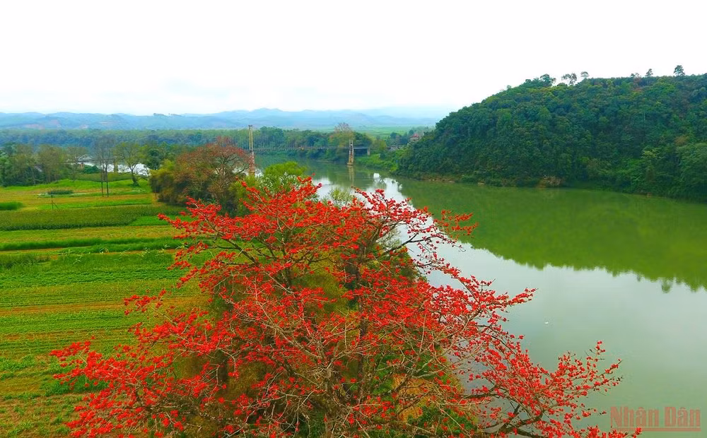 Rực đỏ mùa hoa gạo bên sông Lam -0